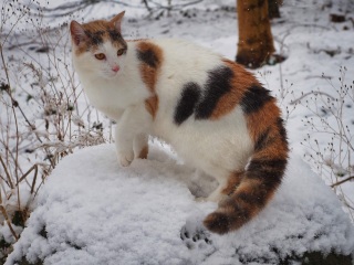 A Very Great Quantity Of Excellent Cats