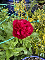 Autistic women assemble!