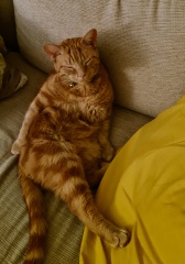 Where do your cats sleep?