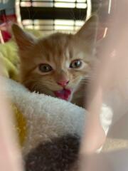 New kitten ! Name help!