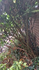 What have you done in the garden today? Part 2