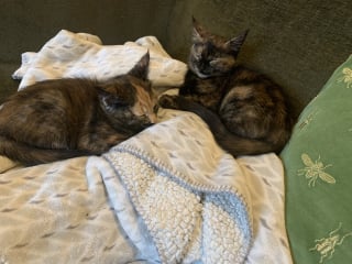 Hopefully my new two beauties