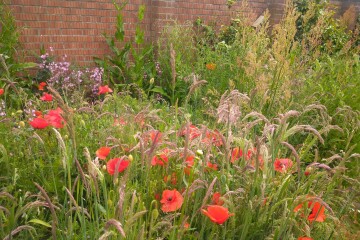 Anyone not cutting their grass - how's it going?