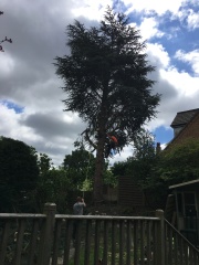Would you cut down an established and beautiful tree? 