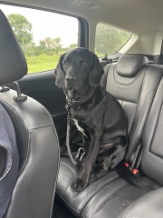 What mix is my dog ( photo included)