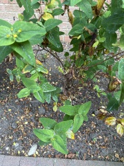 Potential moth larvae on plant 