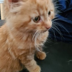 New kitten ! Name help!
