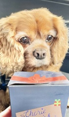 I had to put my darling dog to sleep yesterday 