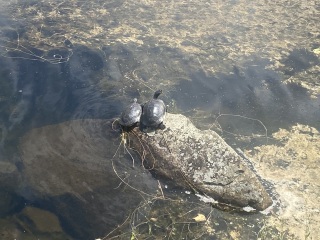 Come and tell me your dull and unexciting news 25: Calmly through the day 