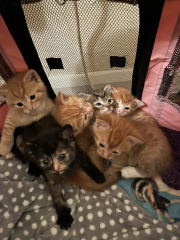 Advice please! Cat close to birth?