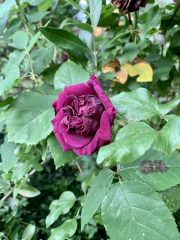 Rose Appreciation Thread