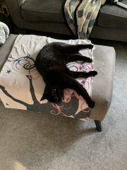 Cats used to be worshiped as Gods...