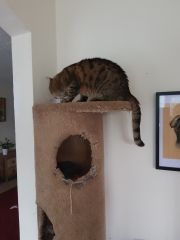 Thug cat part 5 - For he will not do destruction, if he is well-fed, neither will he spit without provocation.