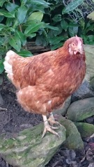 Chickens!!