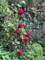 Rose Appreciation Thread