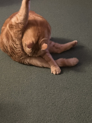 Both cats not come home