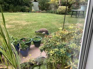 I seem to have acquired a fowl...