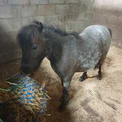 Rehome shetland two ponies