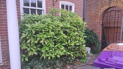 What have you done in the garden today? Part 2