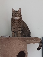 Thug cat part 5 - For he will not do destruction, if he is well-fed, neither will he spit without provocation.
