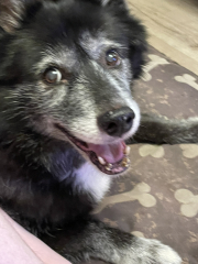 I think my girl may have had a stroke