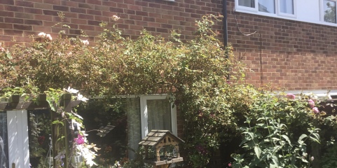Rose dying?