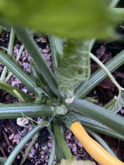 What’s eating through my courgette stem?
