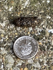 Can anyone identify what animal left these droppings?