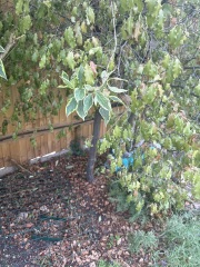 Think a lovely old Pittosporum is on the way out! Why?? Can it be saved??