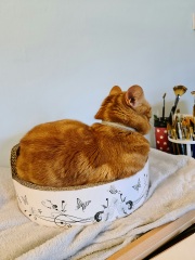 Where do your cats sleep?