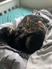 4 cats - am I doing the right thing?