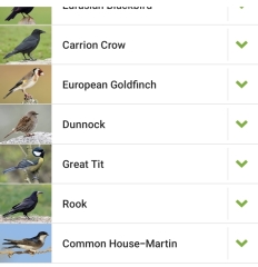 To tell you about the Merlin app - Shazam for birds?