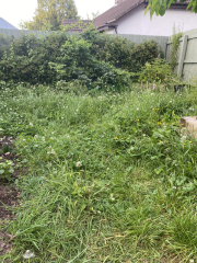 Anyone not cutting their grass - how's it going?