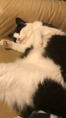 Elderly cat getting very messy