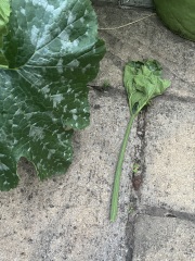 What’s eating through my courgette stem?