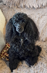 Where are all the poodles?