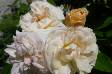 Choosing roses for pots