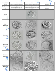 ERA EMMA ALICE testing thread 8