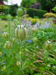 Nigella question