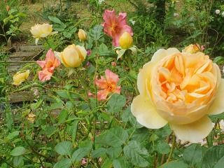 Rose Appreciation Thread