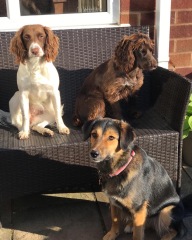 Positive Romanian rescue story