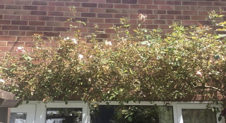 Rose dying?
