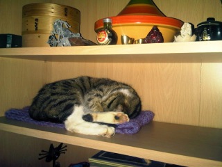 Where do your cats sleep?