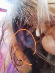 What is this in my dog's mouth?