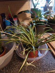 Plants in the bathroom