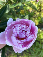 Have your peonies sprouted yet?