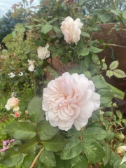 Rose ID Help