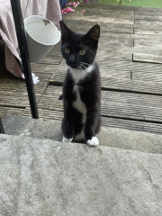 Cat emerging from shed everyday
