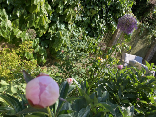 Have your peonies sprouted yet?