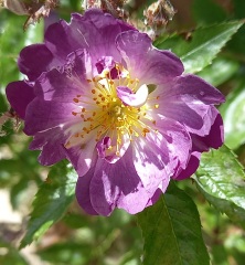 Rose Appreciation Thread